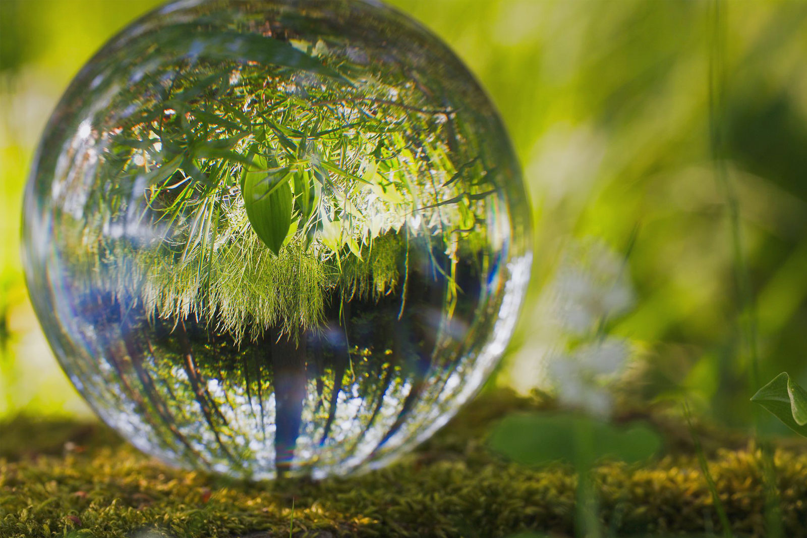 drop of water on grass