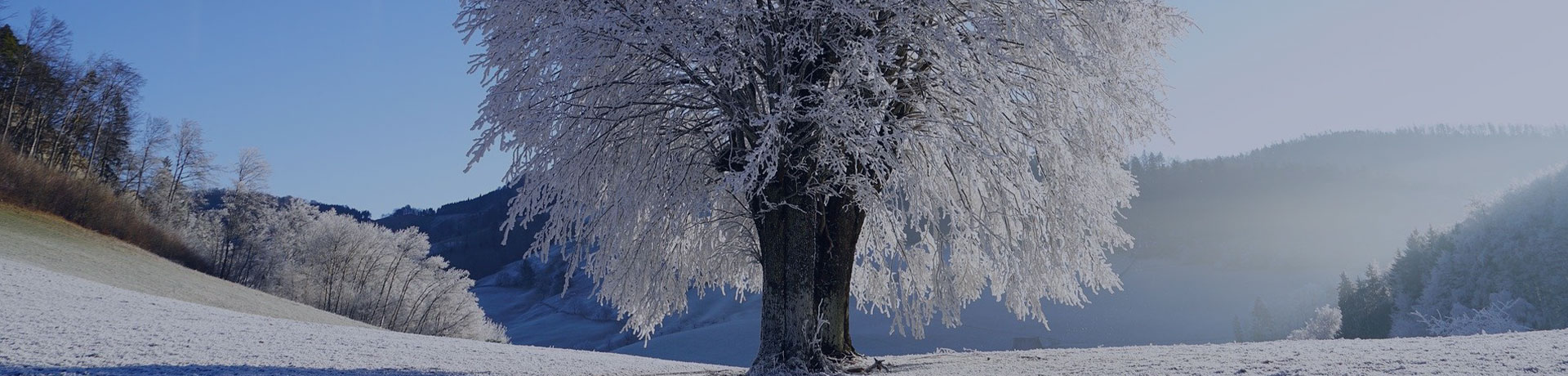 Un arbre au milieu de la neige