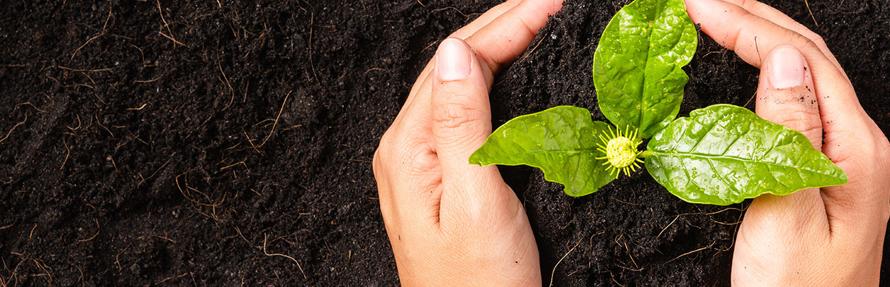 Main d'une femme plantant des petites plantes vertes sur un sol noir fertile avec un arbre qui pousse