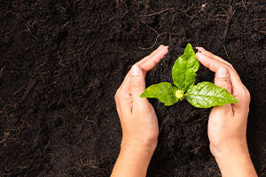 Main d'une femme plantant des petites plantes vertes sur un sol noir fertile avec un arbre qui pousse